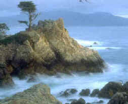 The famous "Lone Cypress" at Pebble Beach
